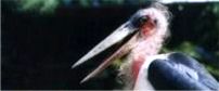 marabou stork 202x84
